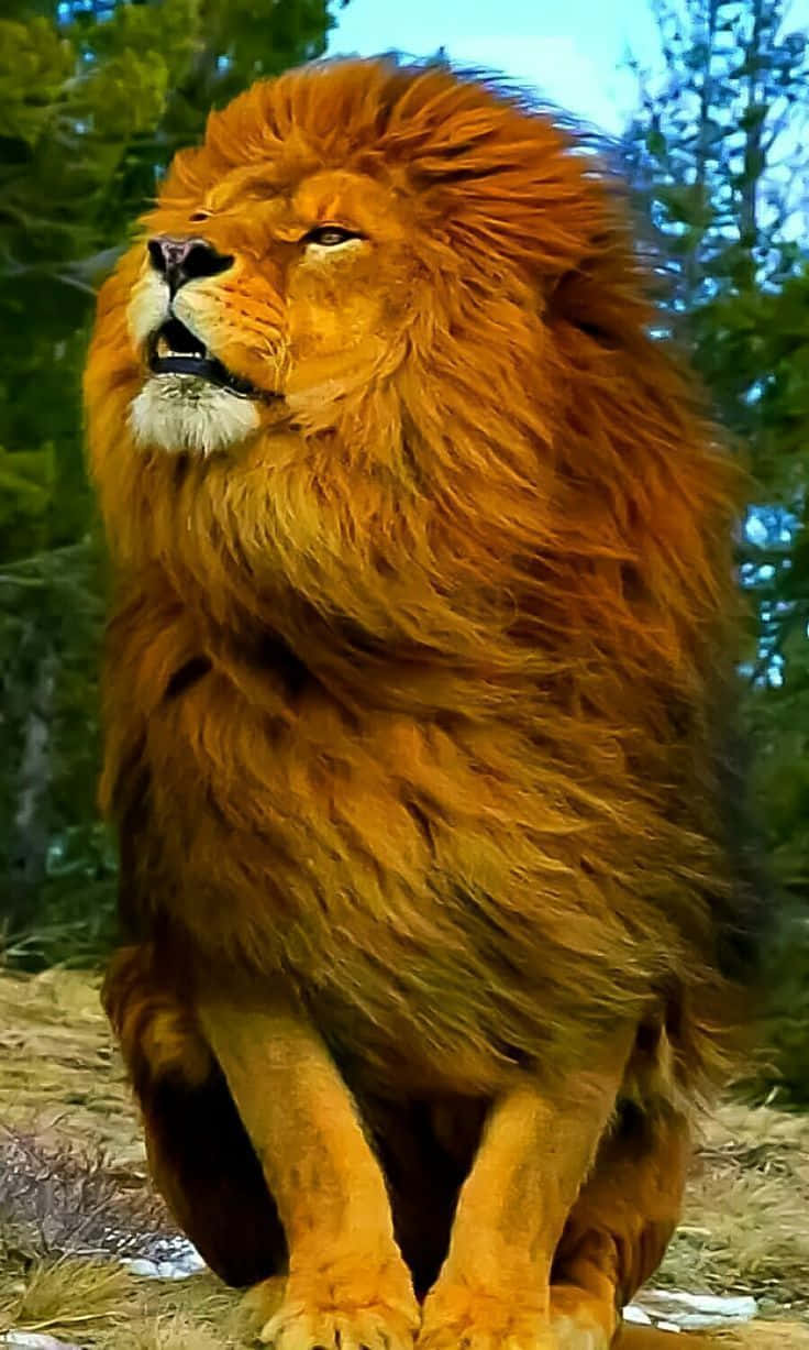 Image Amazing Tiger Prowling Through The Jungle Wallpaper