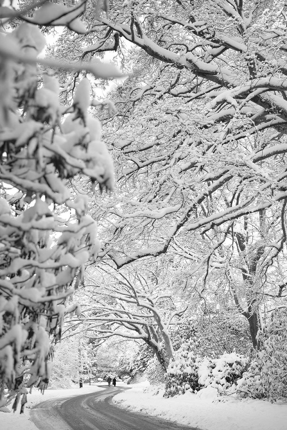 Image An Alluring View Of A White Tree Surrounded By Nature Wallpaper