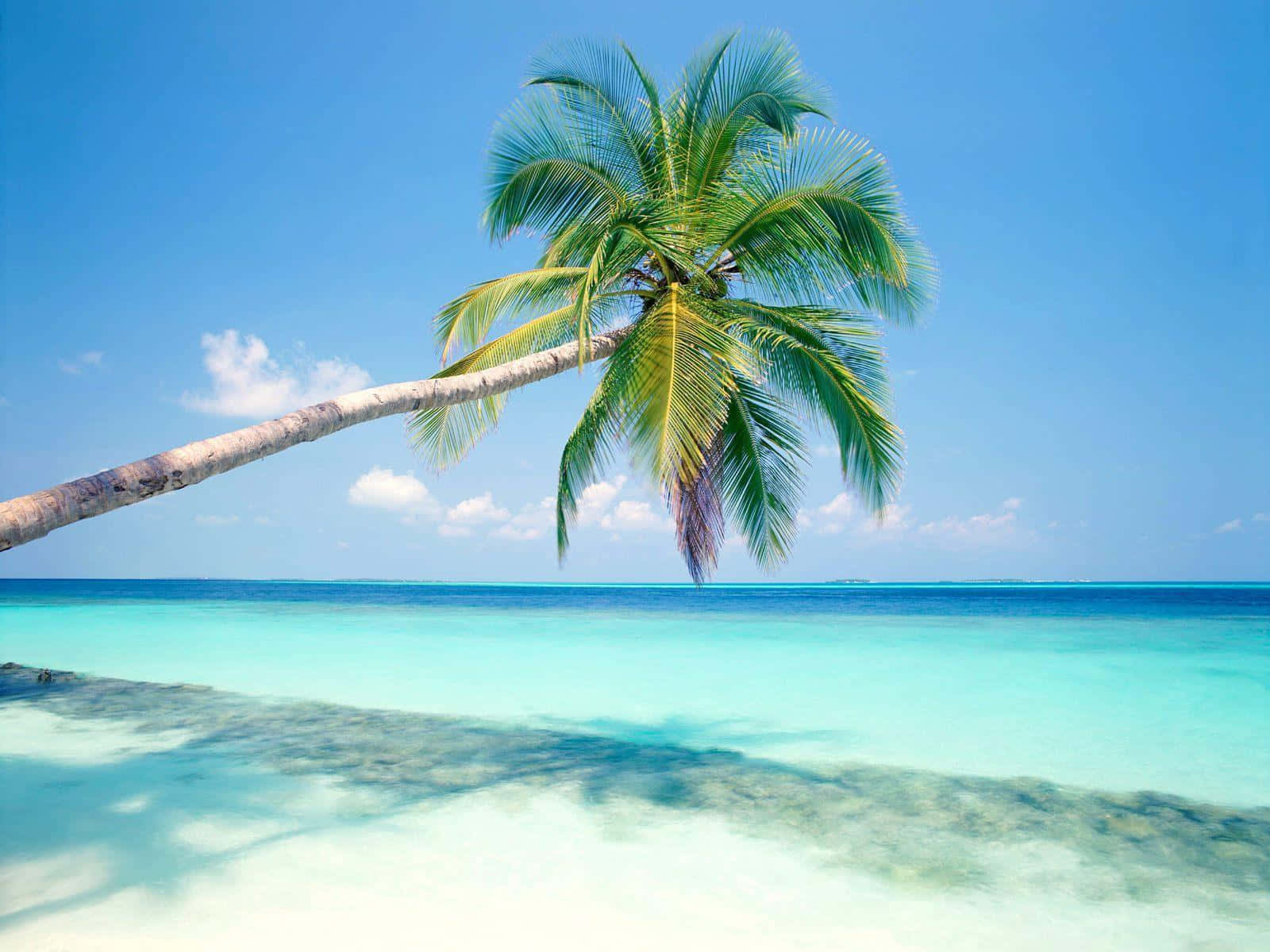 Image Idyllic White Sandy Beach With The Glistening Clear Waters Of A Tropical Island Wallpaper