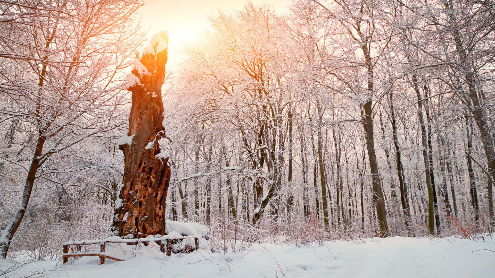 Immerse Yourself In A Winter Wonderland Wallpaper