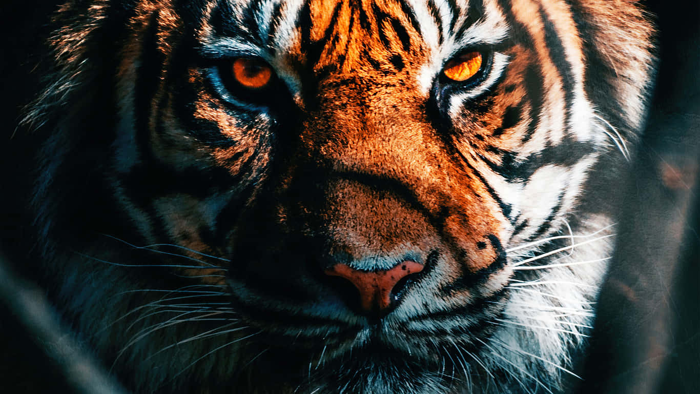 Indian Tiger Face Close-up Wallpaper