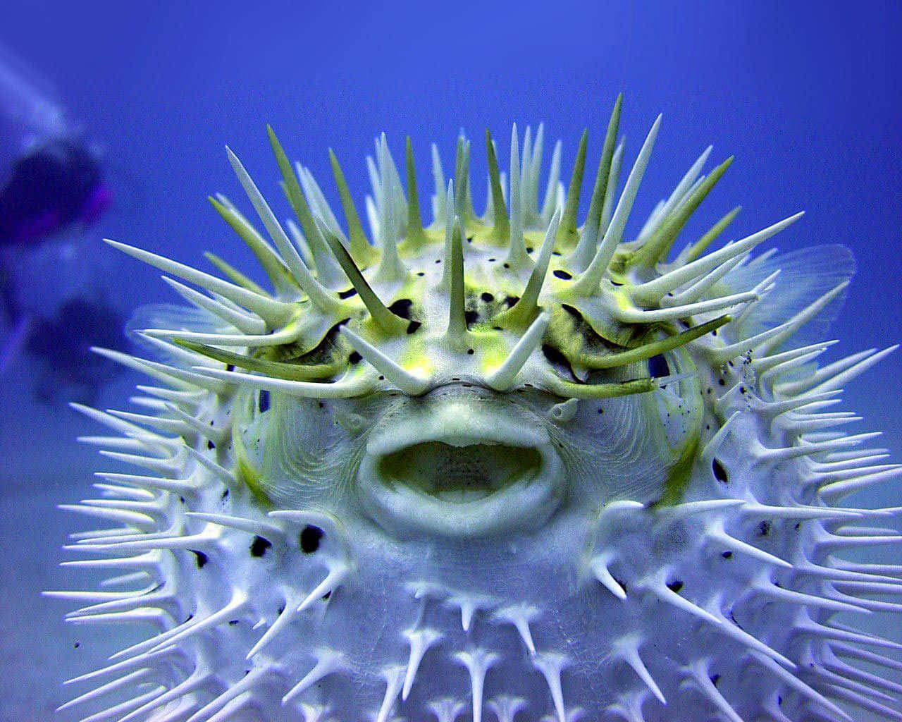 Inflated Pufferfish Underwater Wallpaper