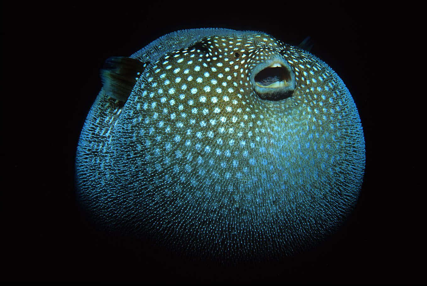 Inflated Pufferfishin Dark Waters.jpg Wallpaper