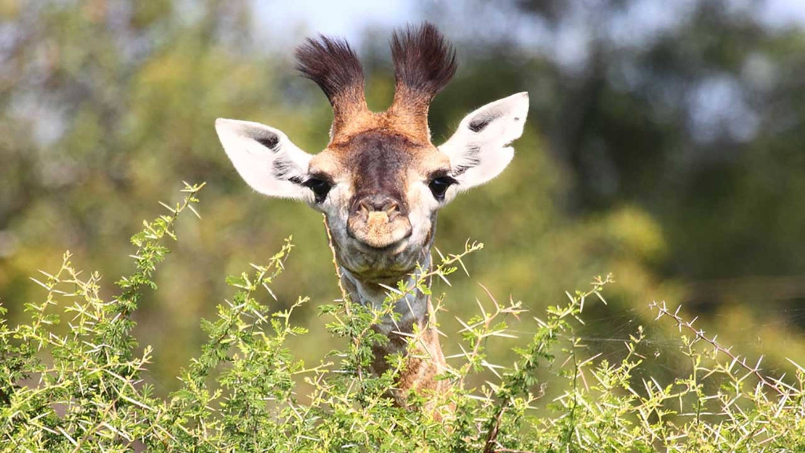 Innocent Delight - A Baby Giraffe With Bushy Horns Wallpaper