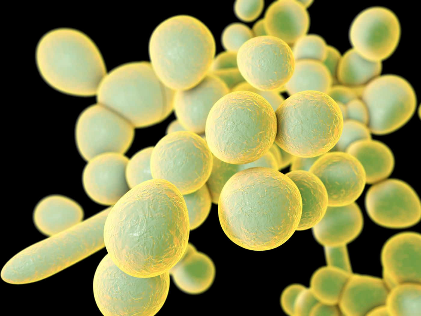 Innovative Computer Illustration Of Unicellular Fungus: Yeast Wallpaper