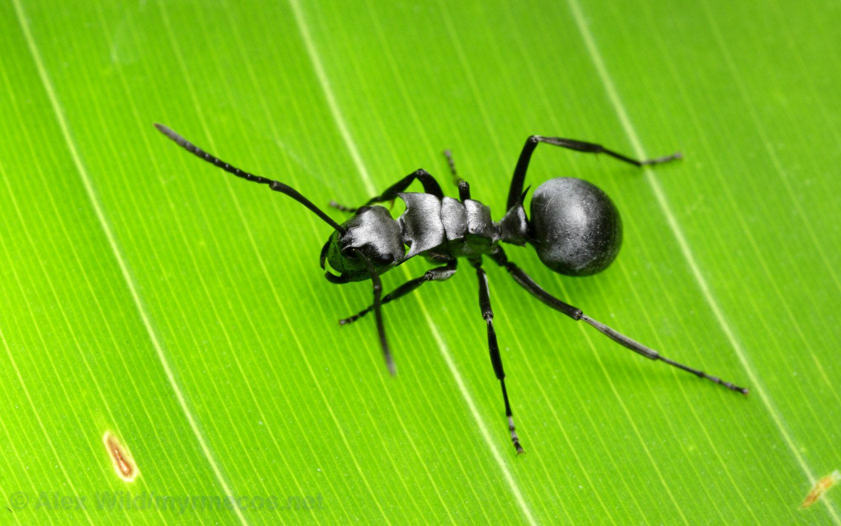 Insect Ant With Black Body Wallpaper