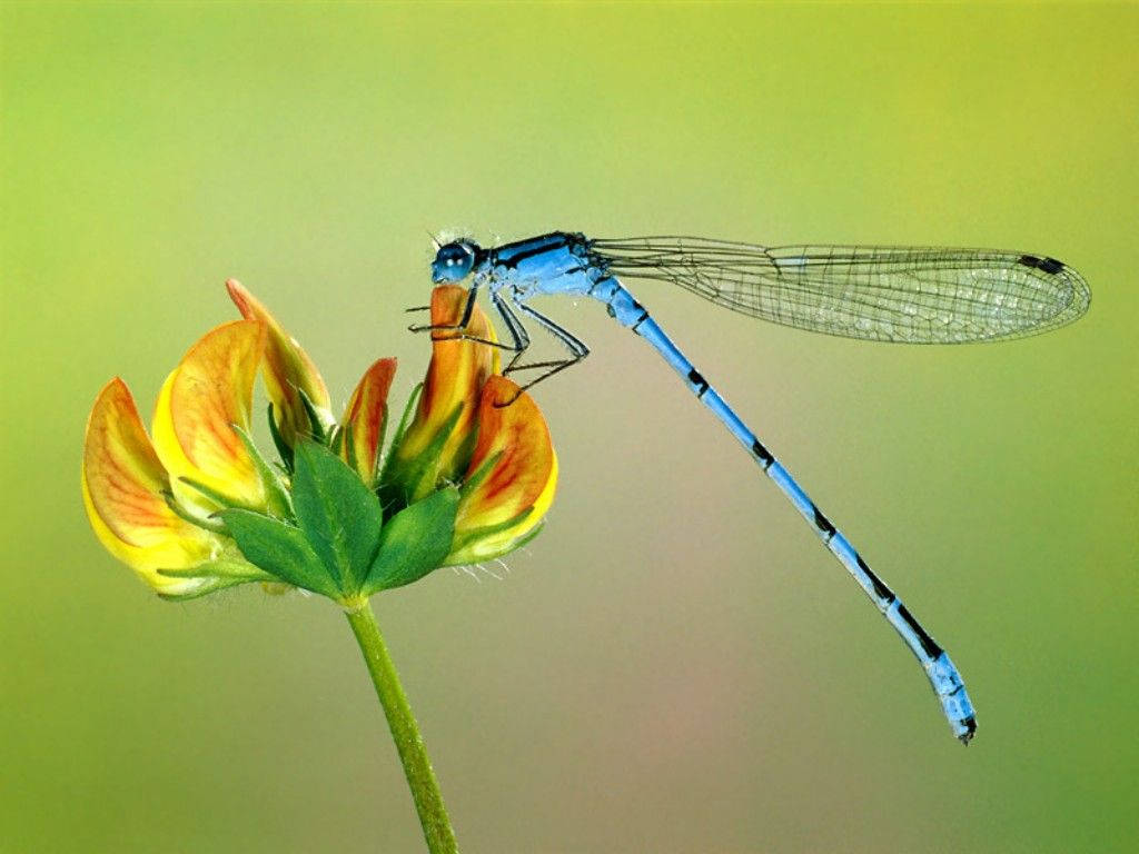 Insect Damselfly On A Flower Wallpaper