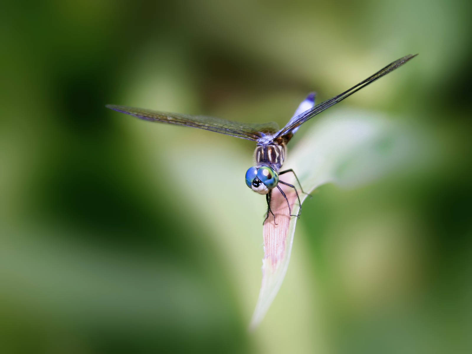 Insect Dragonfly With Thin Black Wings Wallpaper