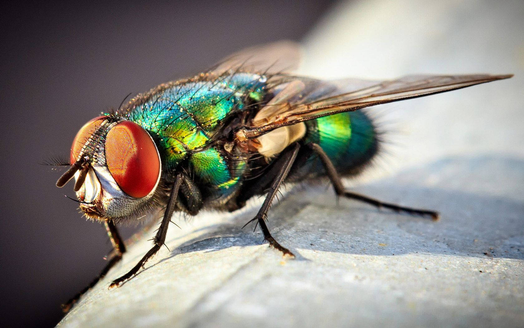Insect Fly With Red Eyes Wallpaper
