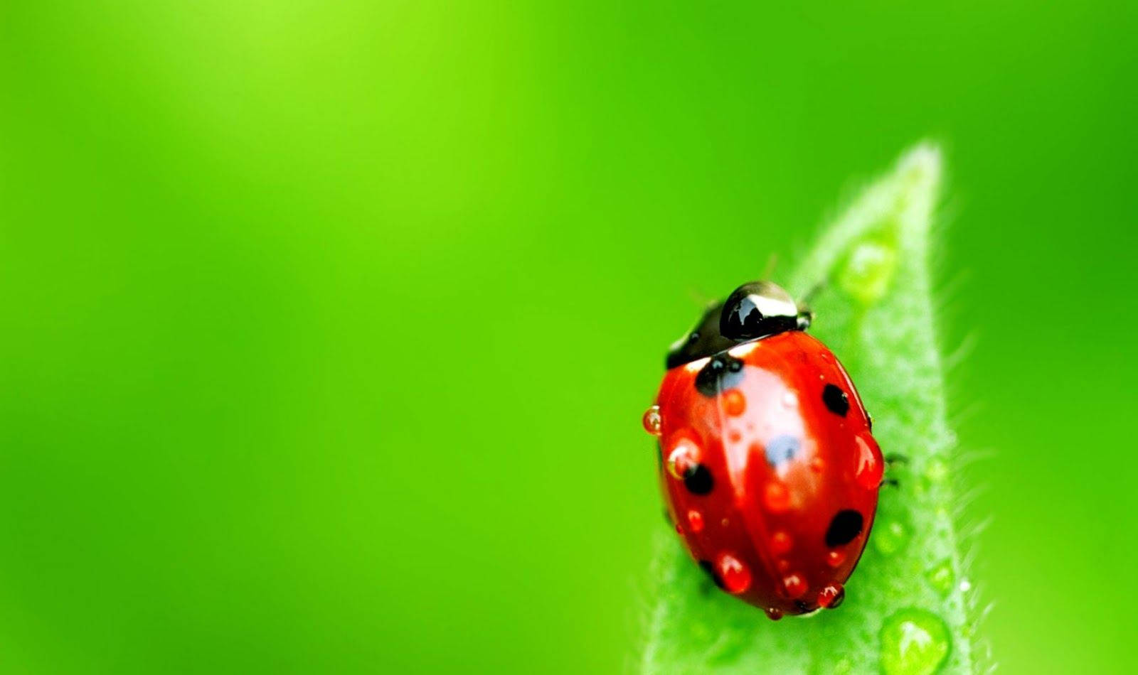 Insect Ladybug With Water Droplets Wallpaper
