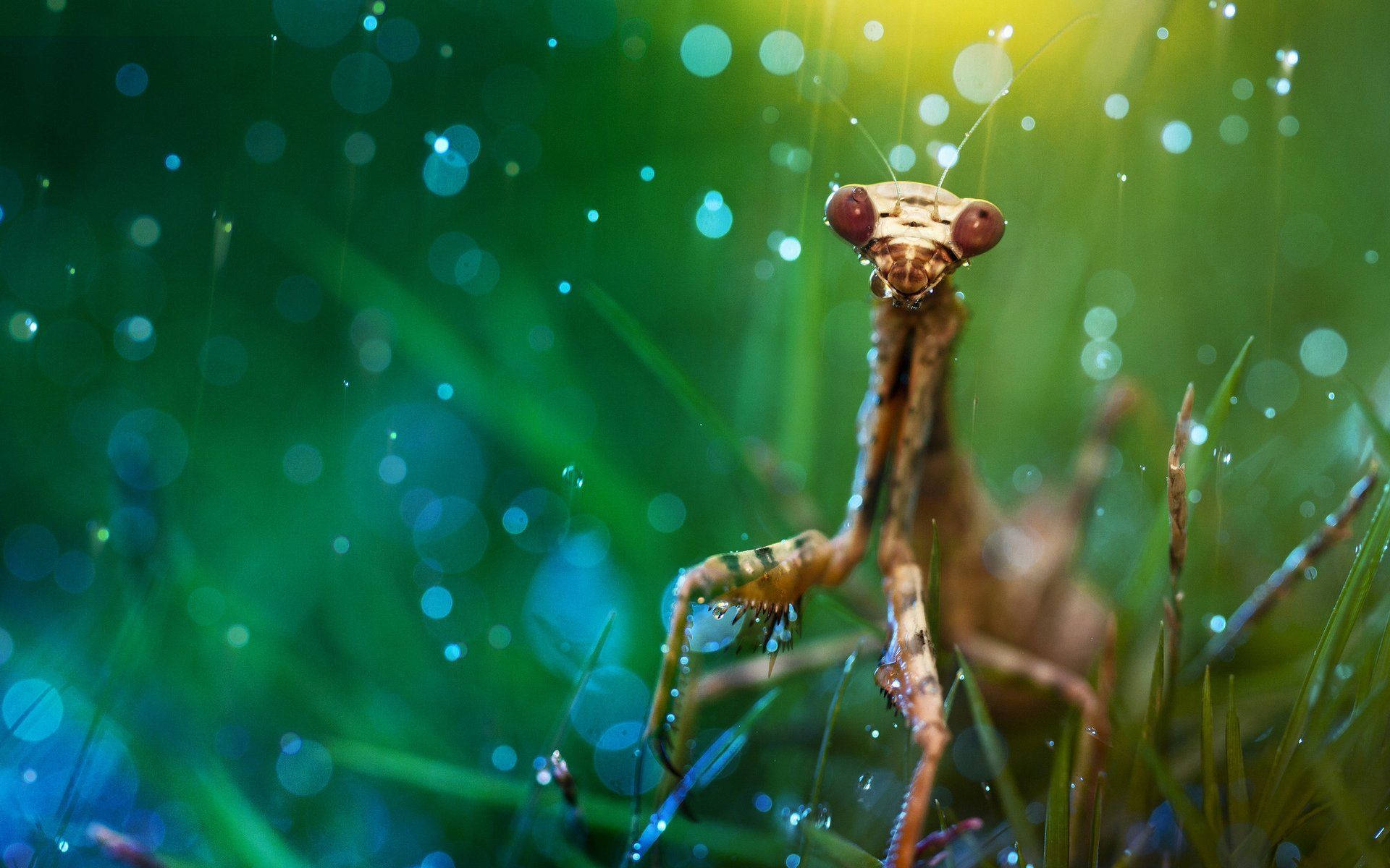 Giant Praying Mantis Wallpaper. Desktop Background