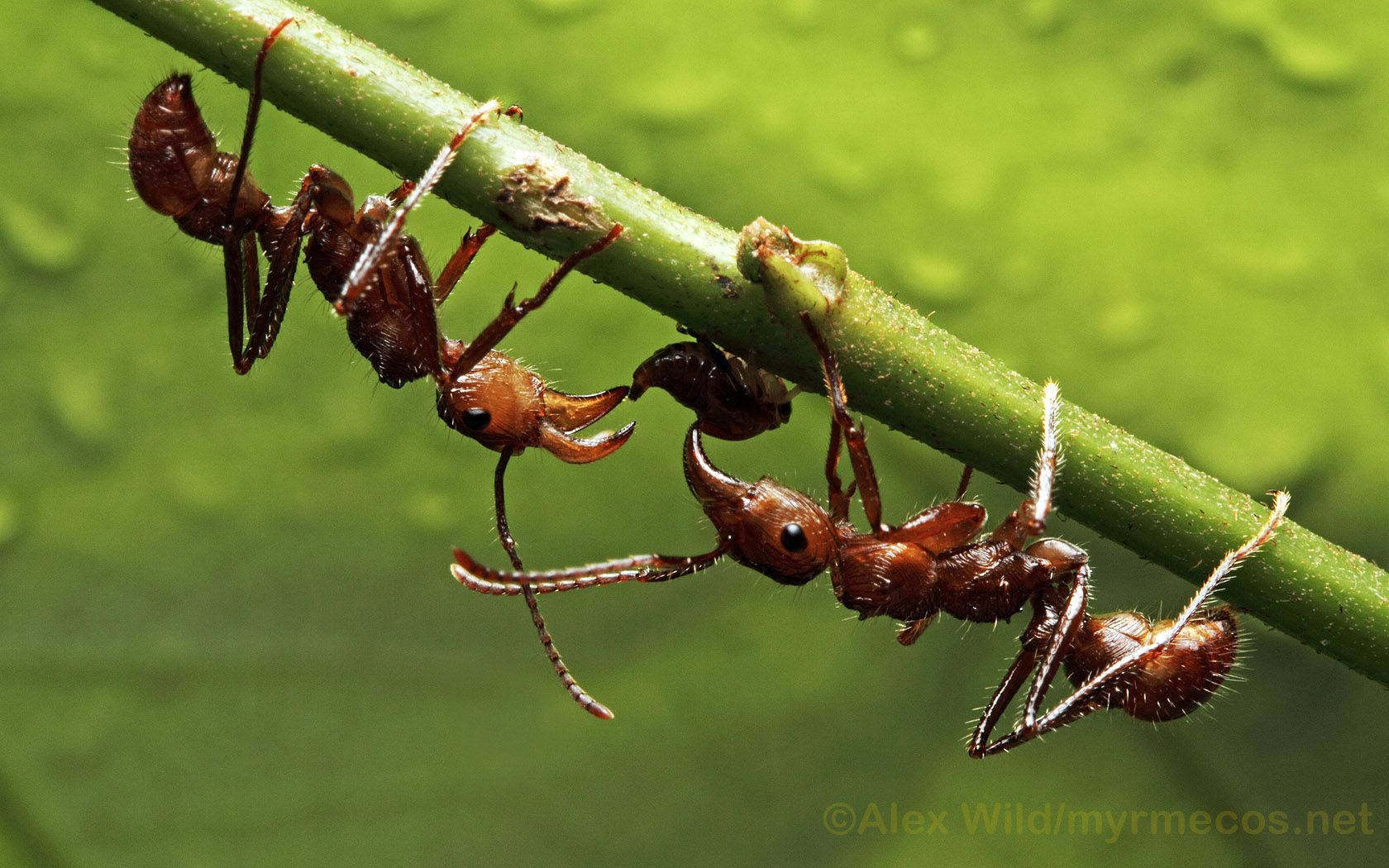 Insect Red Ants On Stalk Wallpaper