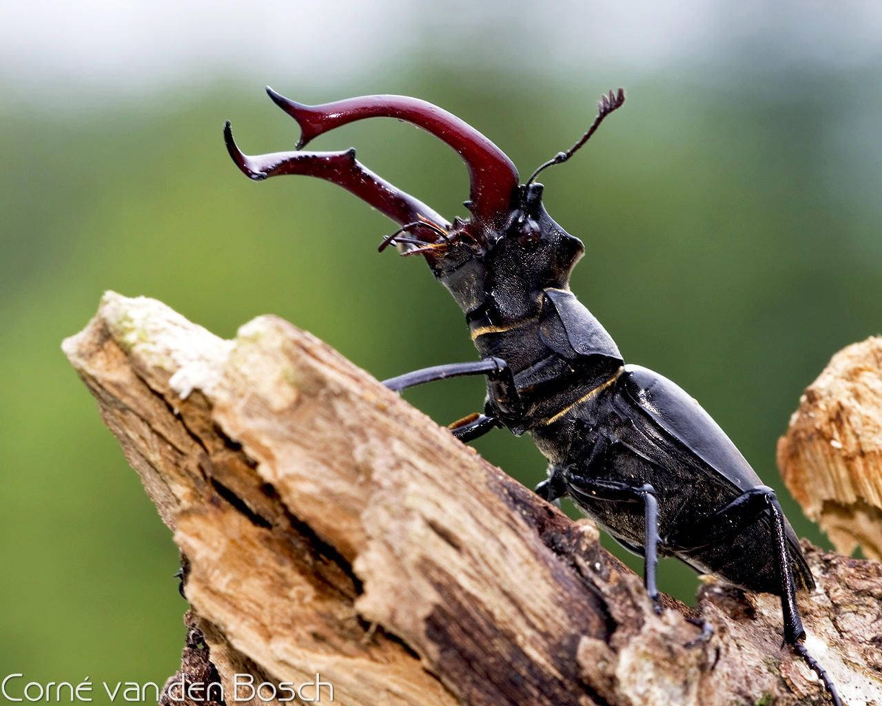 Insect Stag Beetle Wallpaper