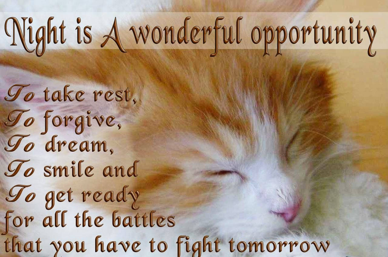 Inspirational Good Night Kitten Quote Wallpaper