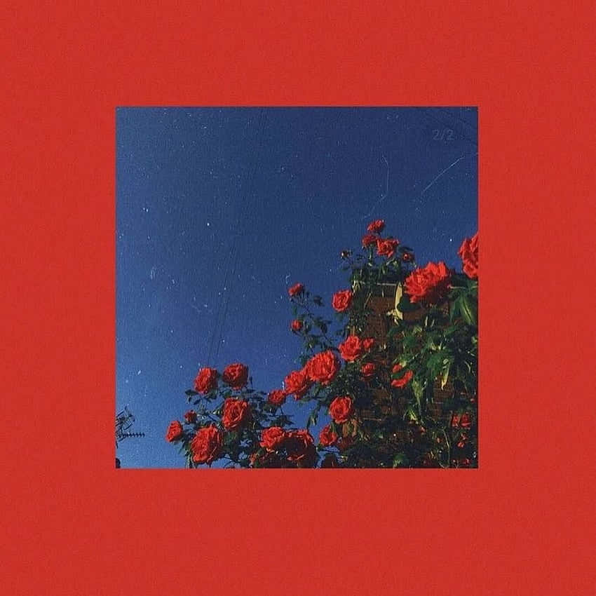 Insta Baddie Red Roses Wallpaper