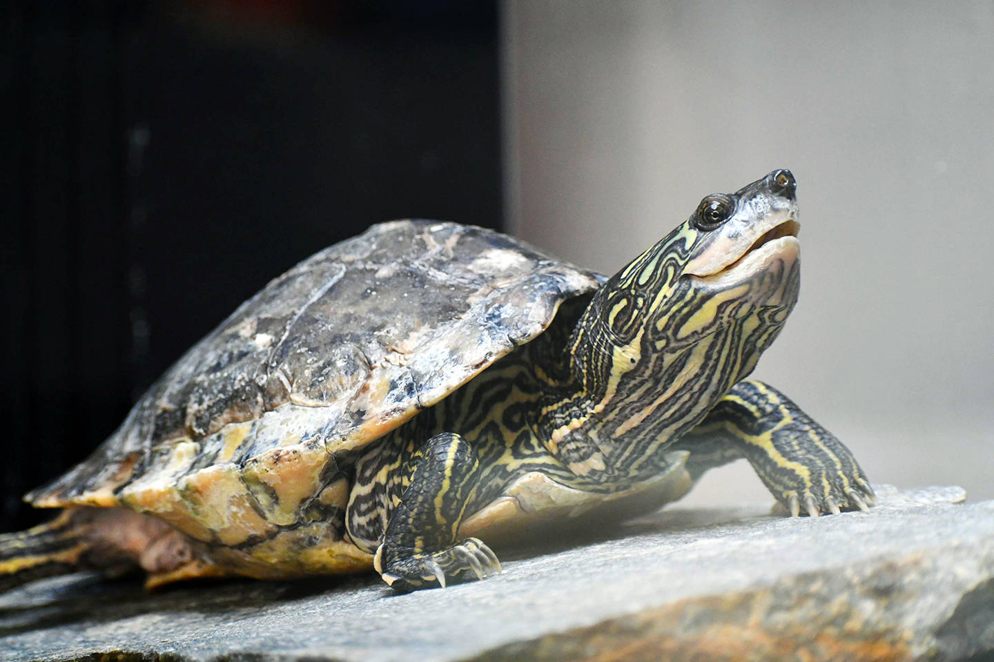 Interesting Photo Of Pearl River Map Turtle Wallpaper