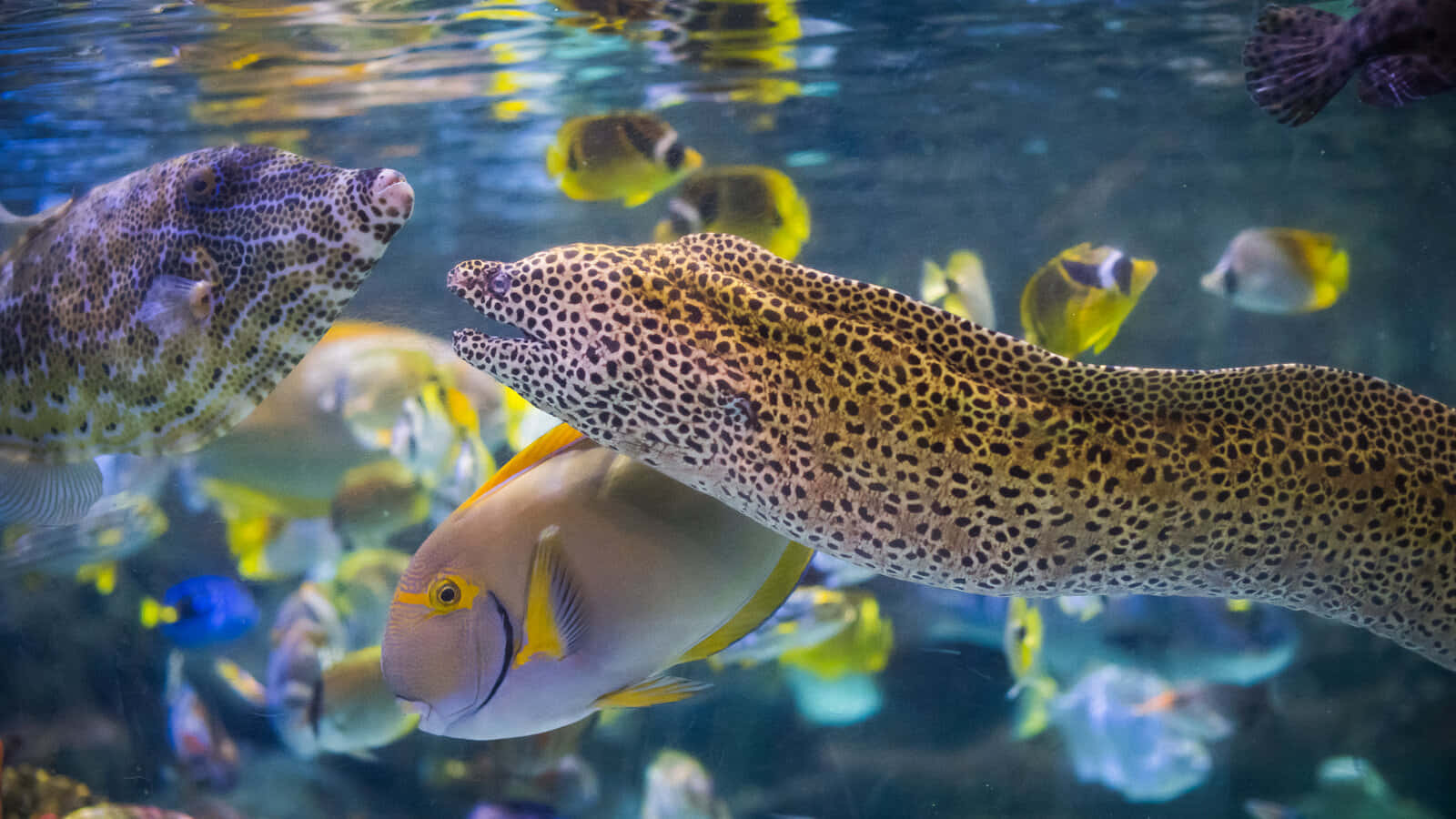 Intriguing Underwater Shot Of A Moray Eel Wallpaper