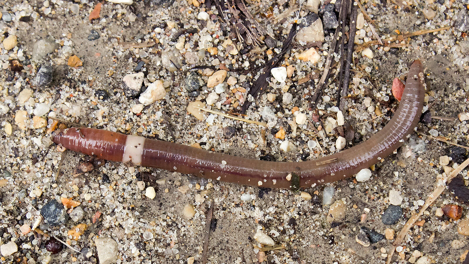 Invasive Asian Jumping Worm On The Ground Wallpaper