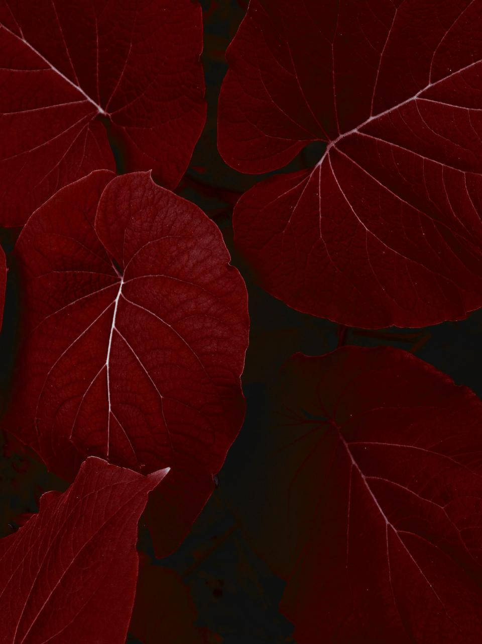 Ipad Pro Red Leaves Wallpaper