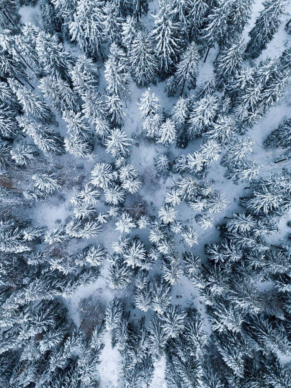 Ipad Pro Top View Of Snowy Forest Wallpaper