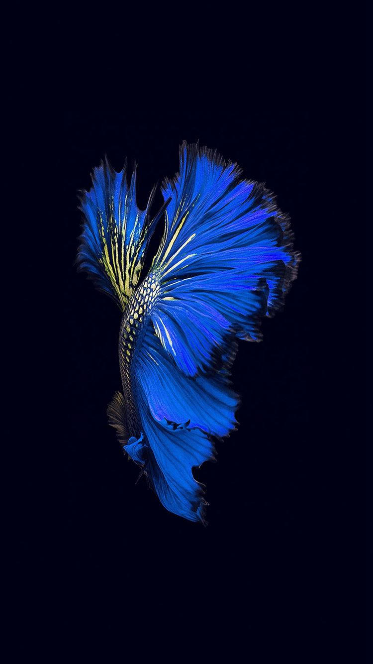 Iphone 6s Live Background Blue Yellowbetta Wallpaper