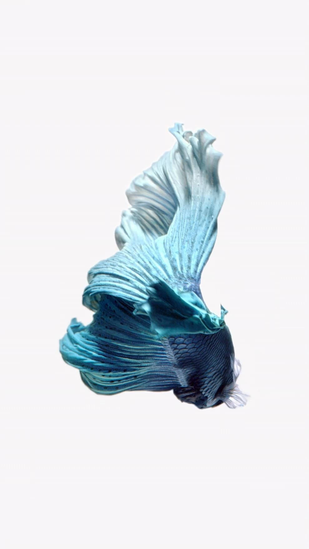 Iphone 6s Live Blue Betta Wallpaper