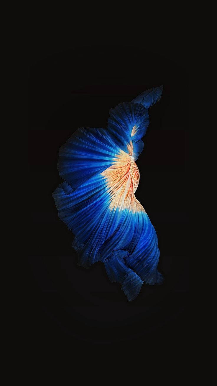 Iphone 6s Live Blue Orange Betta Wallpaper