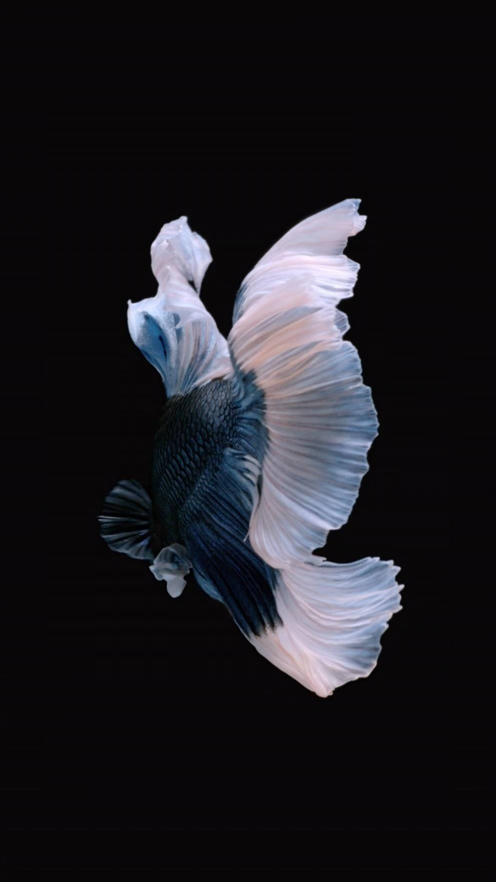 Iphone 6s Live Of Black Betta Wallpaper