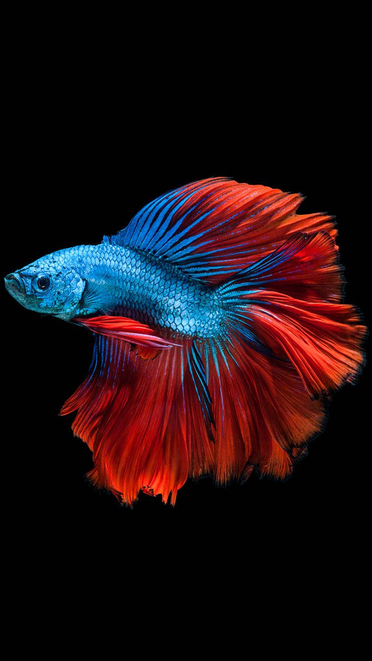 Iphone 6s Live Red-blue Betta Wallpaper