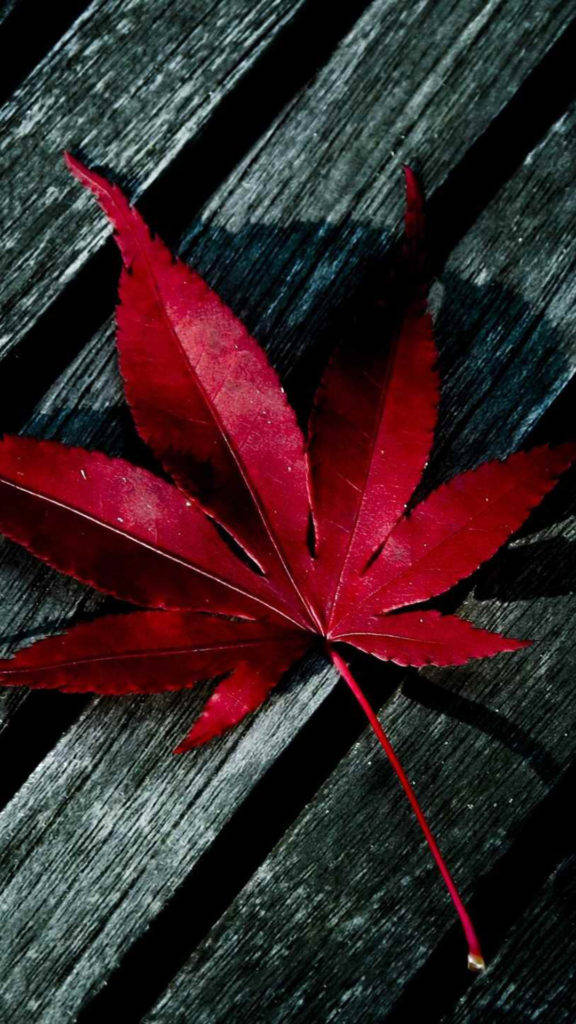 Iphone 8 Red Leaf Wallpaper
