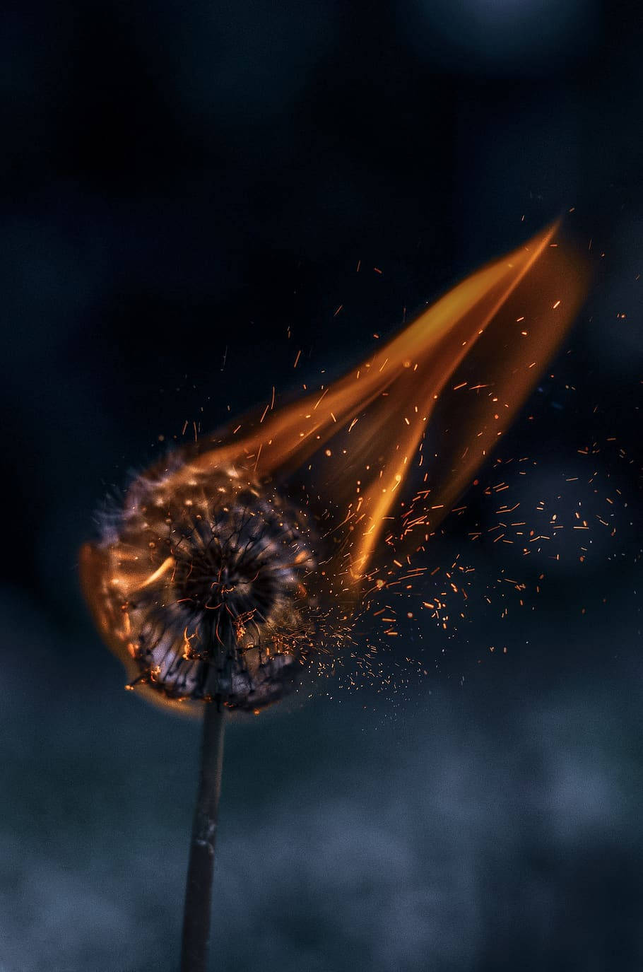 Iphone Dandelion Aesthetic Fire Wallpaper