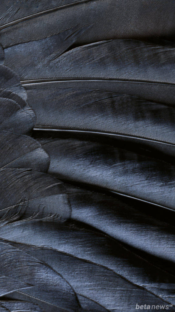 Iphone Stock Black Feathers Wallpaper