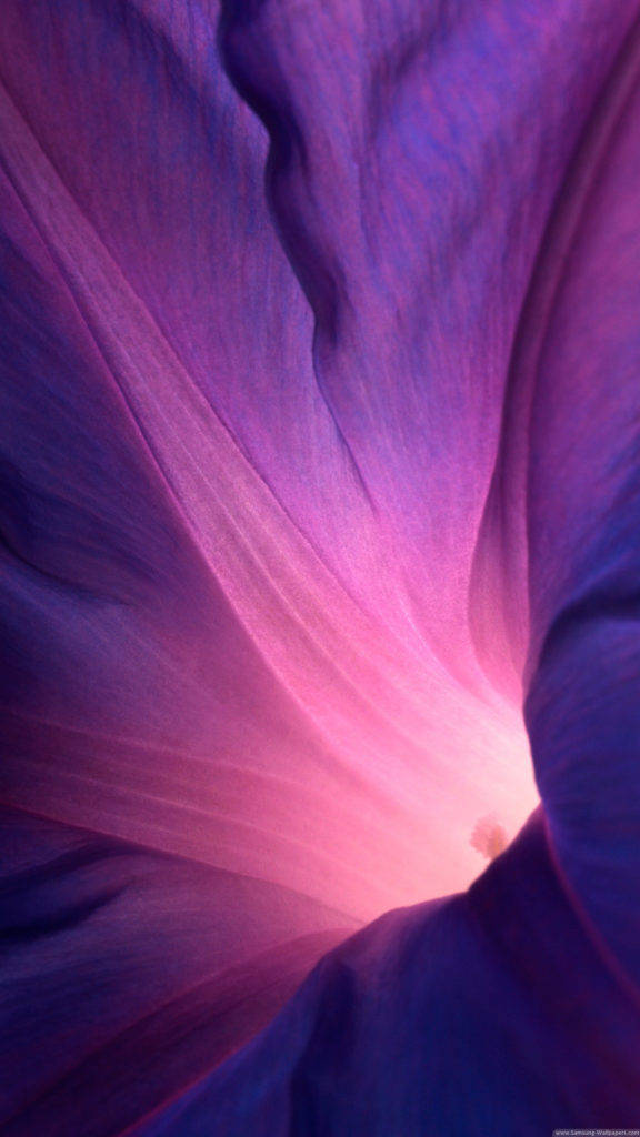 Iphone Stock Purple Flower Wallpaper