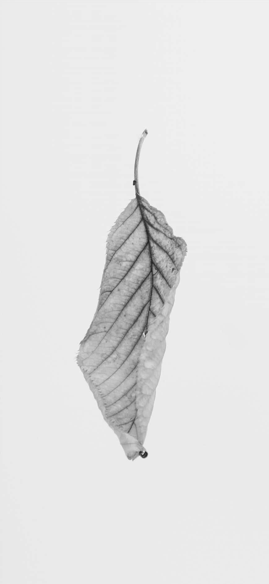 Iphone White Monochrome Leaf Wallpaper