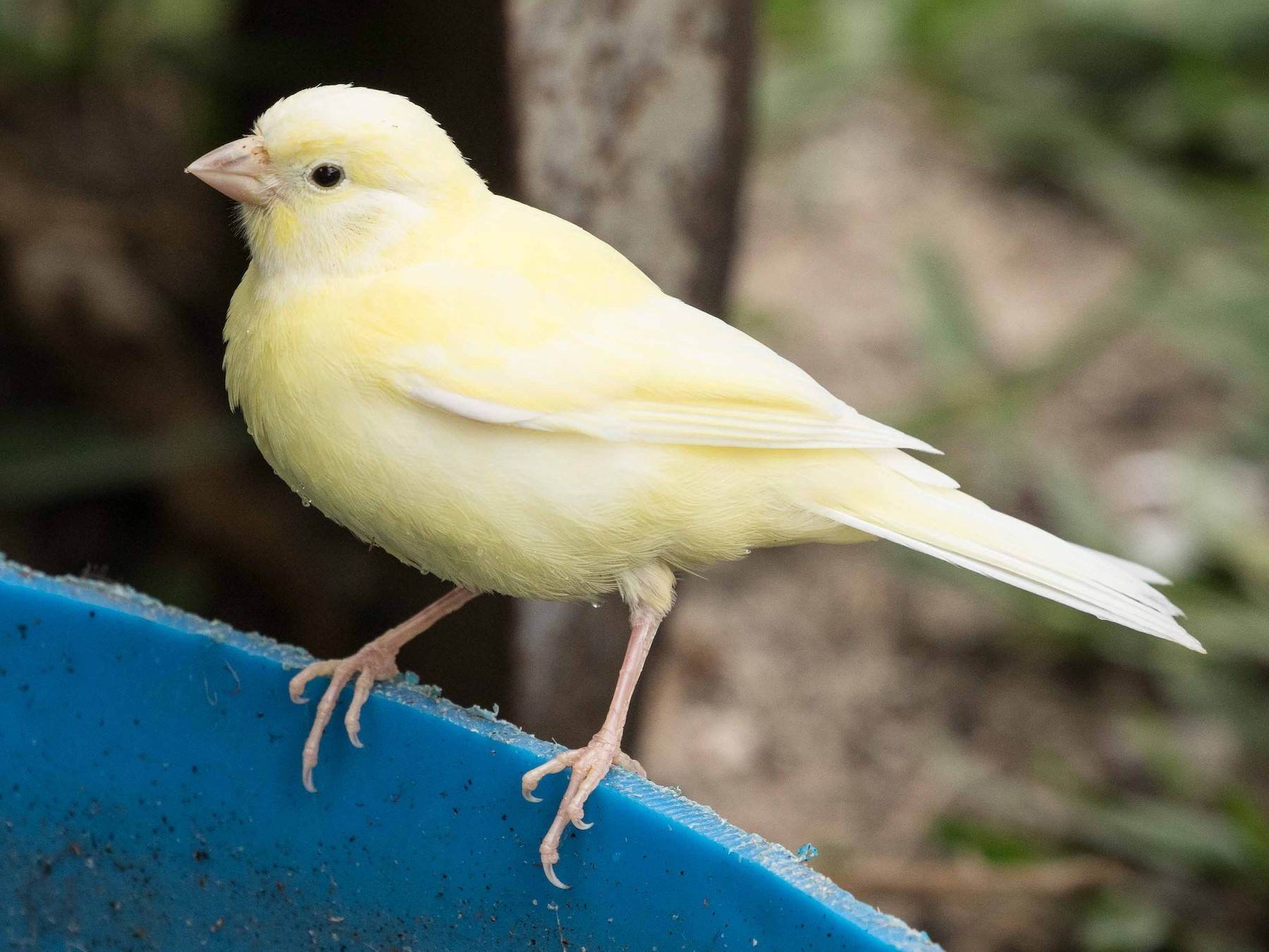 Island Canary Bird On An Edge Wallpaper