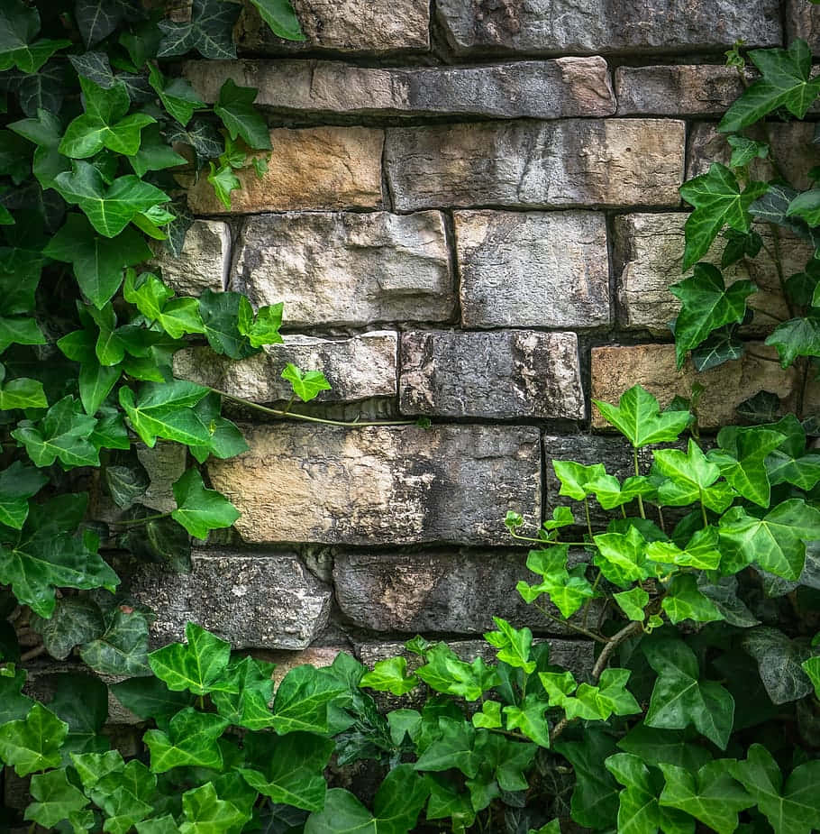 Ivy Covered Stone Wall Wallpaper