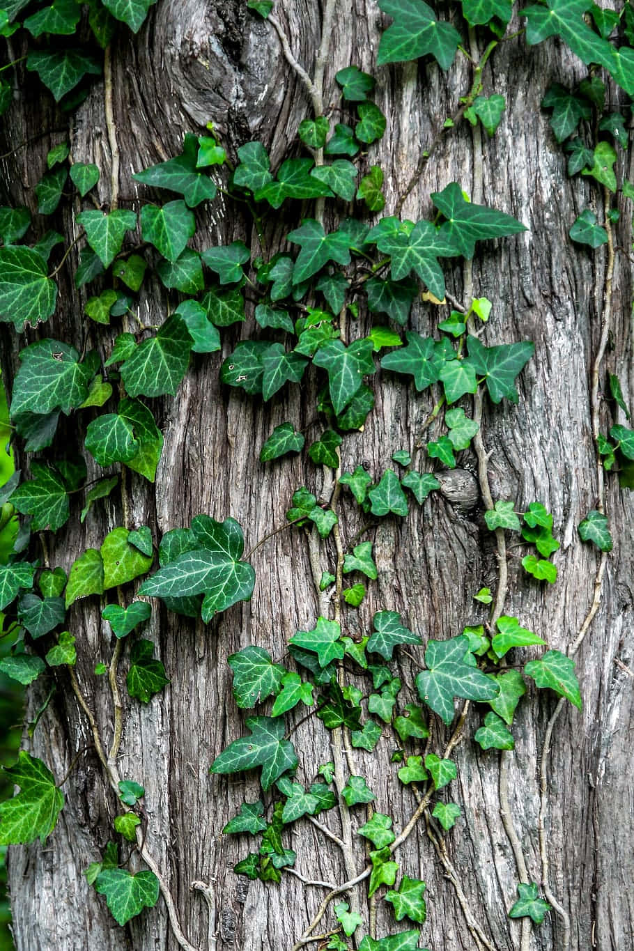 Ivy Covered Tree Bark Wallpaper