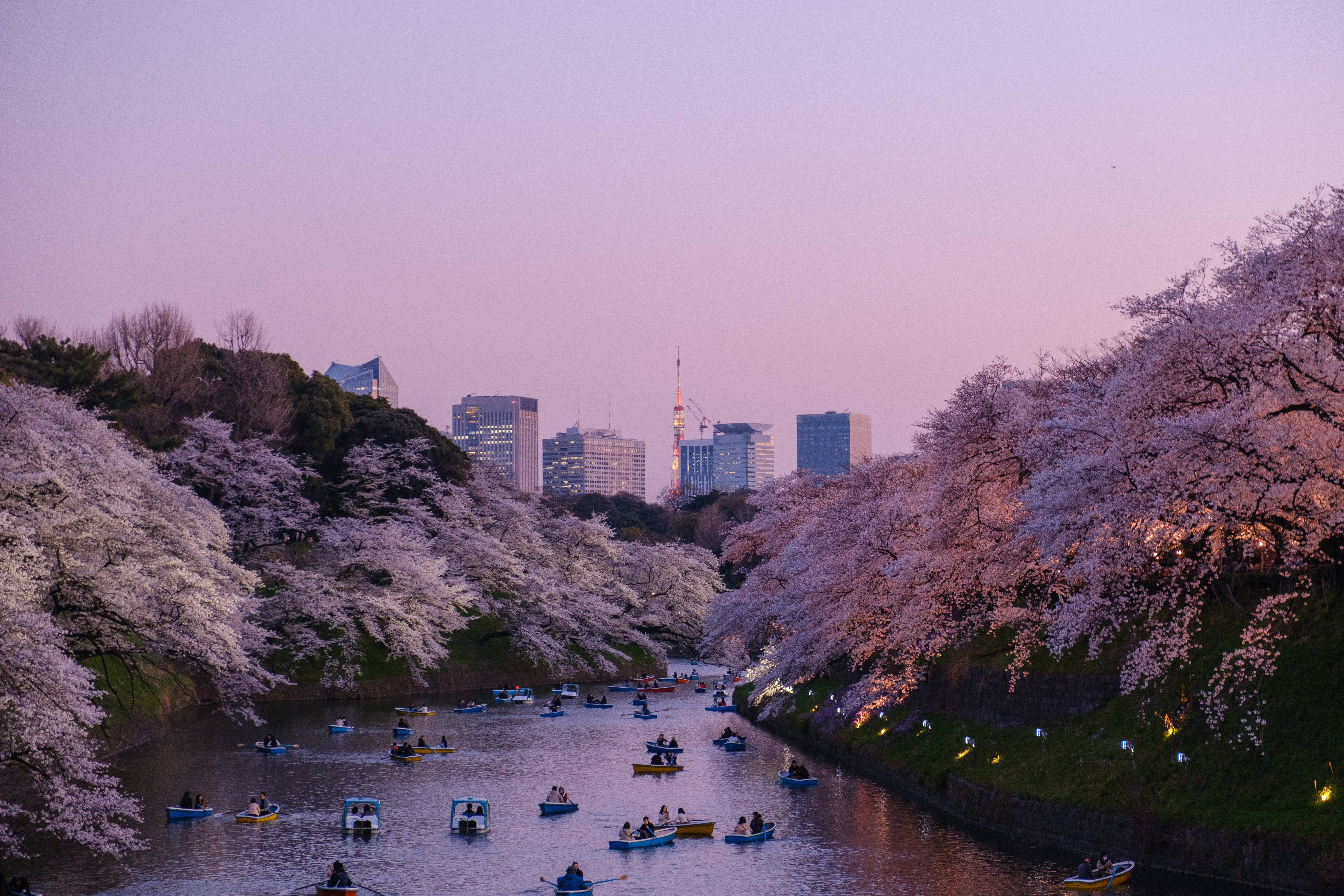 Japanese Hd Chidorigafuchi Moat And Cherry Blossoms Wallpaper