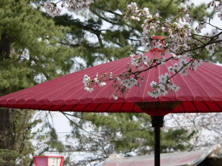 Japanese Sakura With Traditional Umbrella Wallpaper