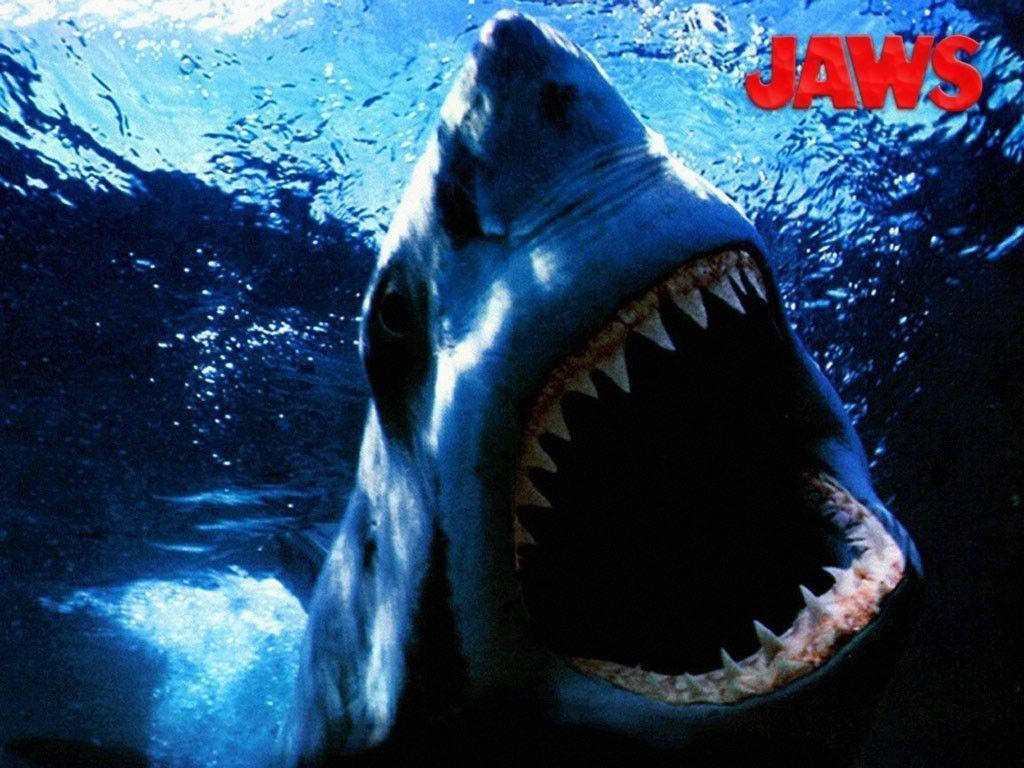 Jaws Shark With Sharp Teeth Wallpaper