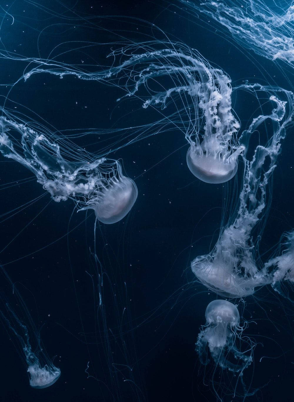 Jellyfishes Aesthetic Iphone 11 Wallpaper