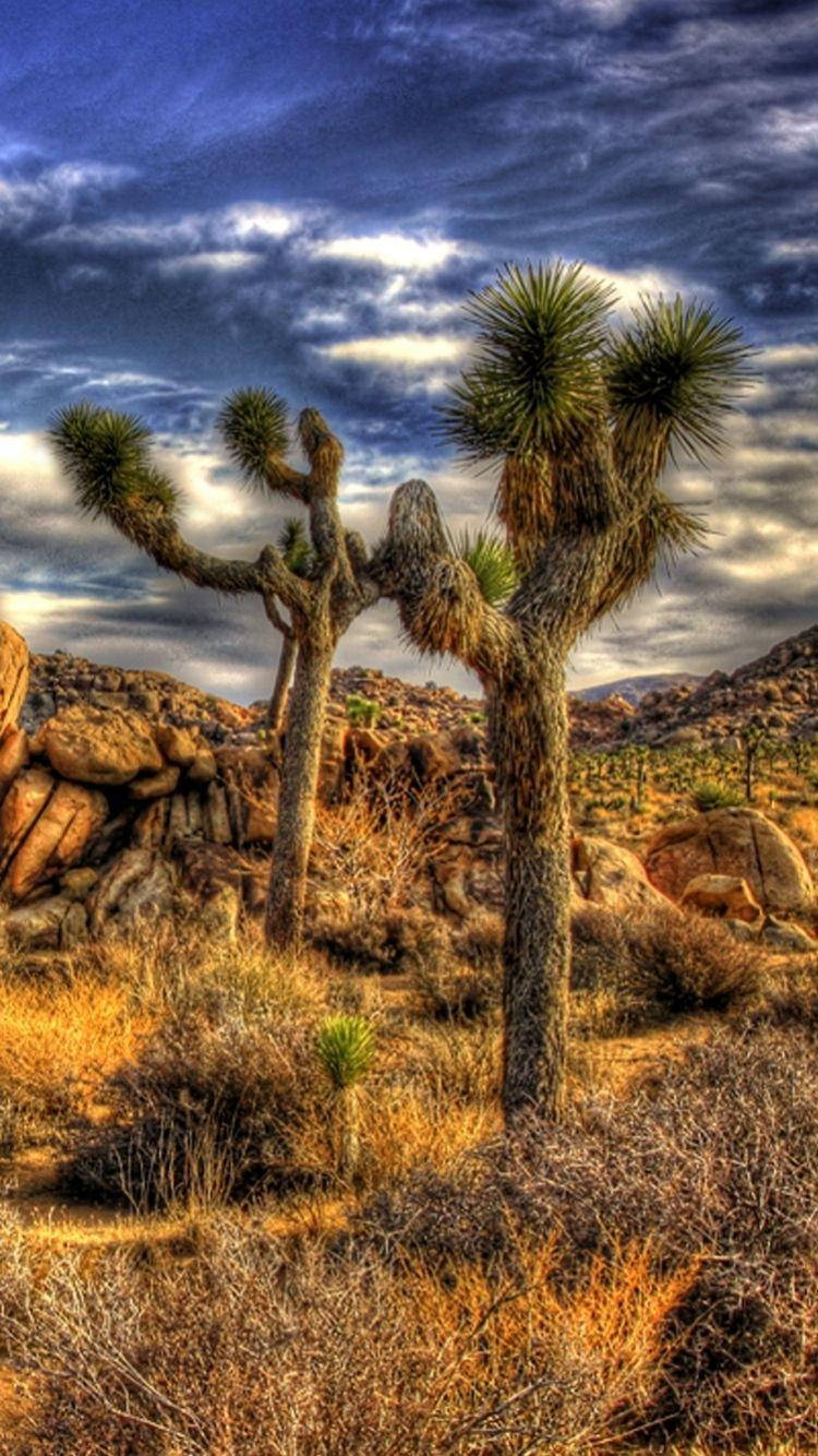 Joshua Tree National Park Phone Two Trees Wallpaper