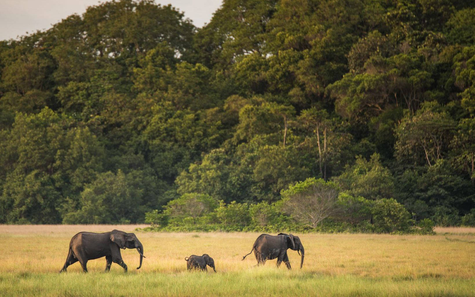 Jungle Safari In Gabon Wallpaper