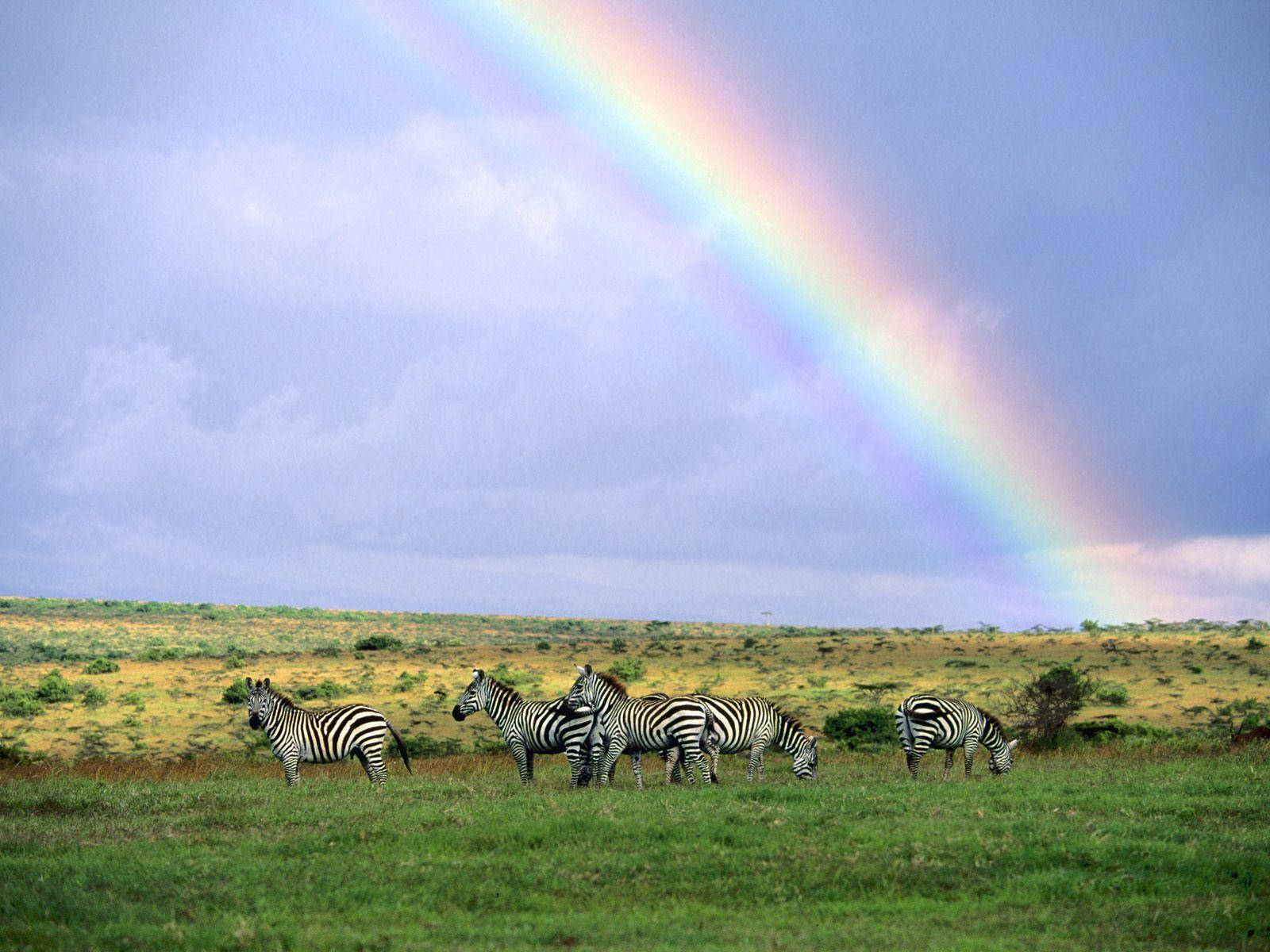 Kenya Grassy Safari Field Wallpaper