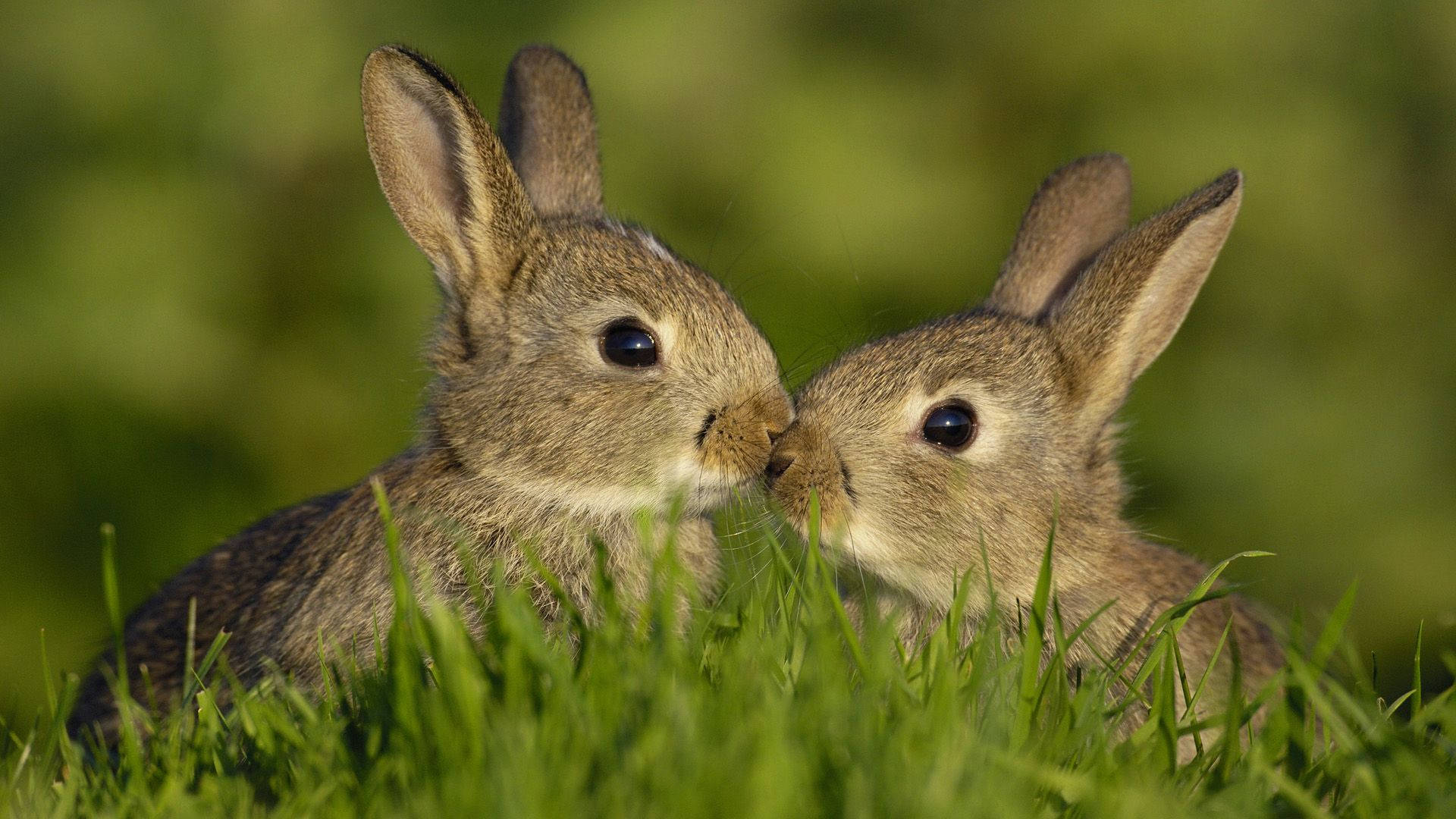 Download free Kissing Brown Bunnies Wallpaper - MrWallpaper.com