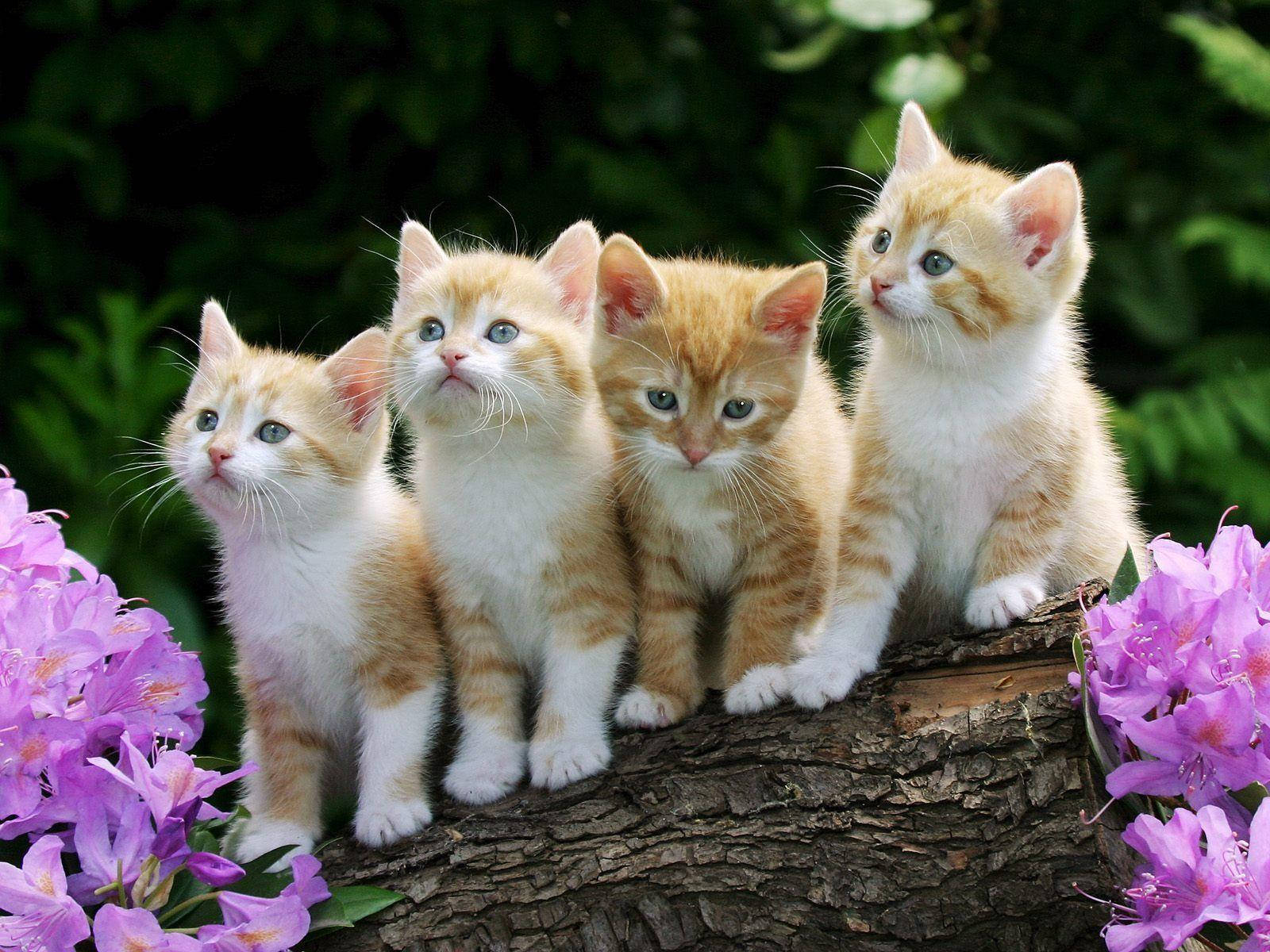 Kittens Cute Cat Love Wallpaper