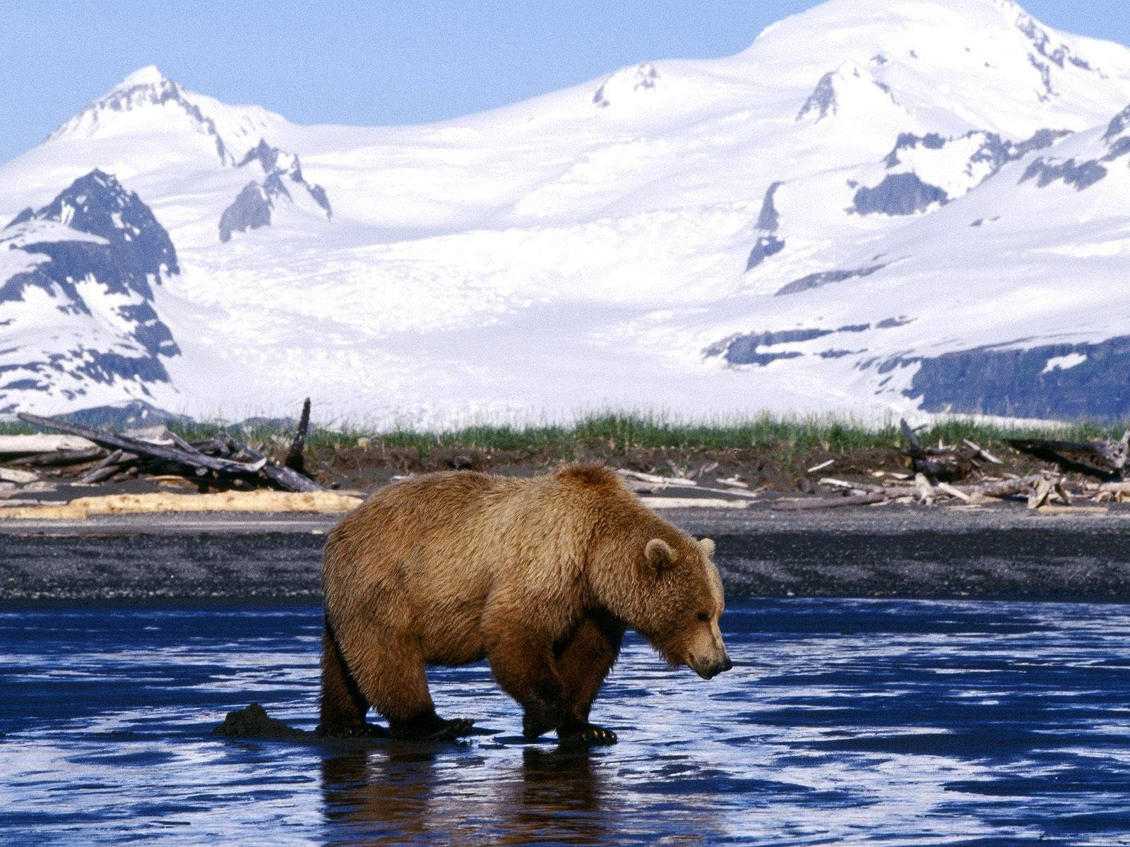 Kodiak Bear Catching Fish On Ice Wallpaper