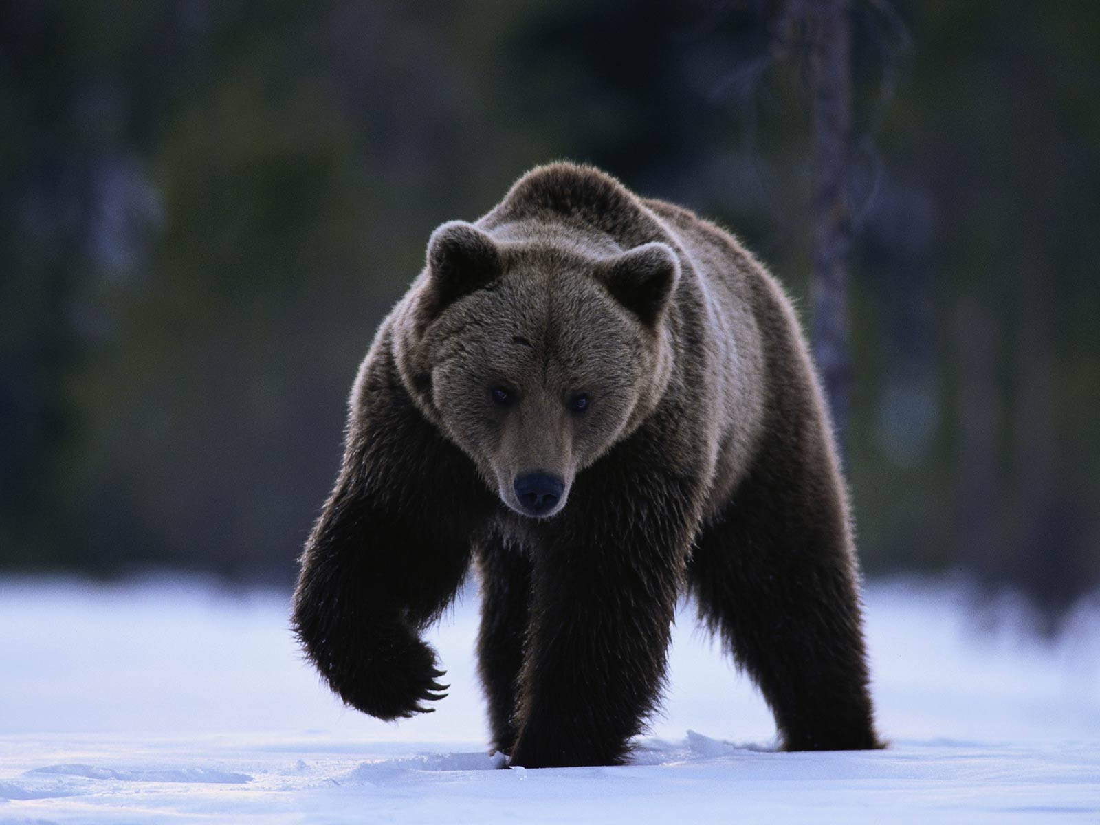Kodiak Bear On Snow Wallpaper