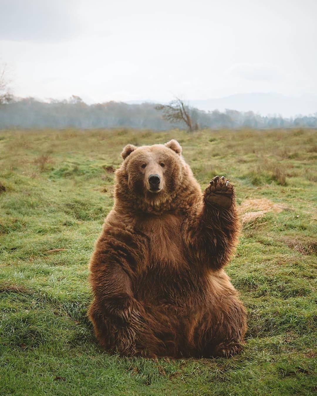 Kodiak Bear Raising Hand Wallpaper