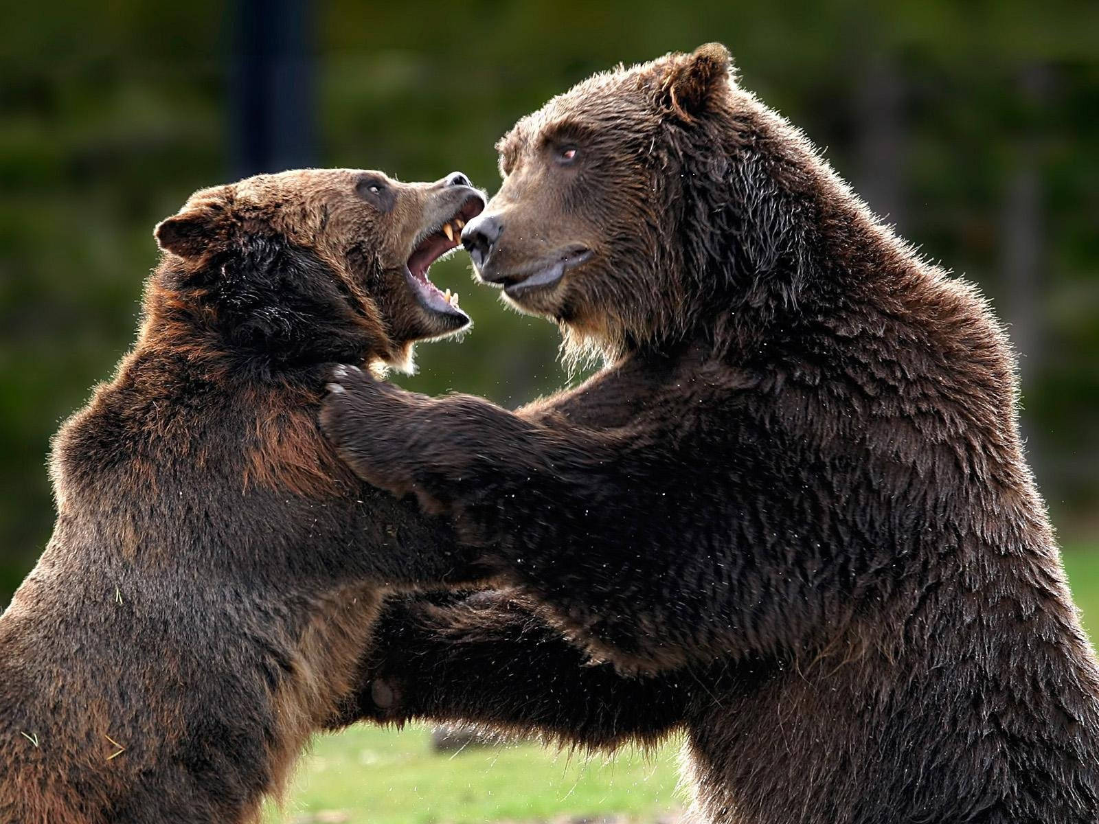 Kodiak Bears Fight Wallpaper